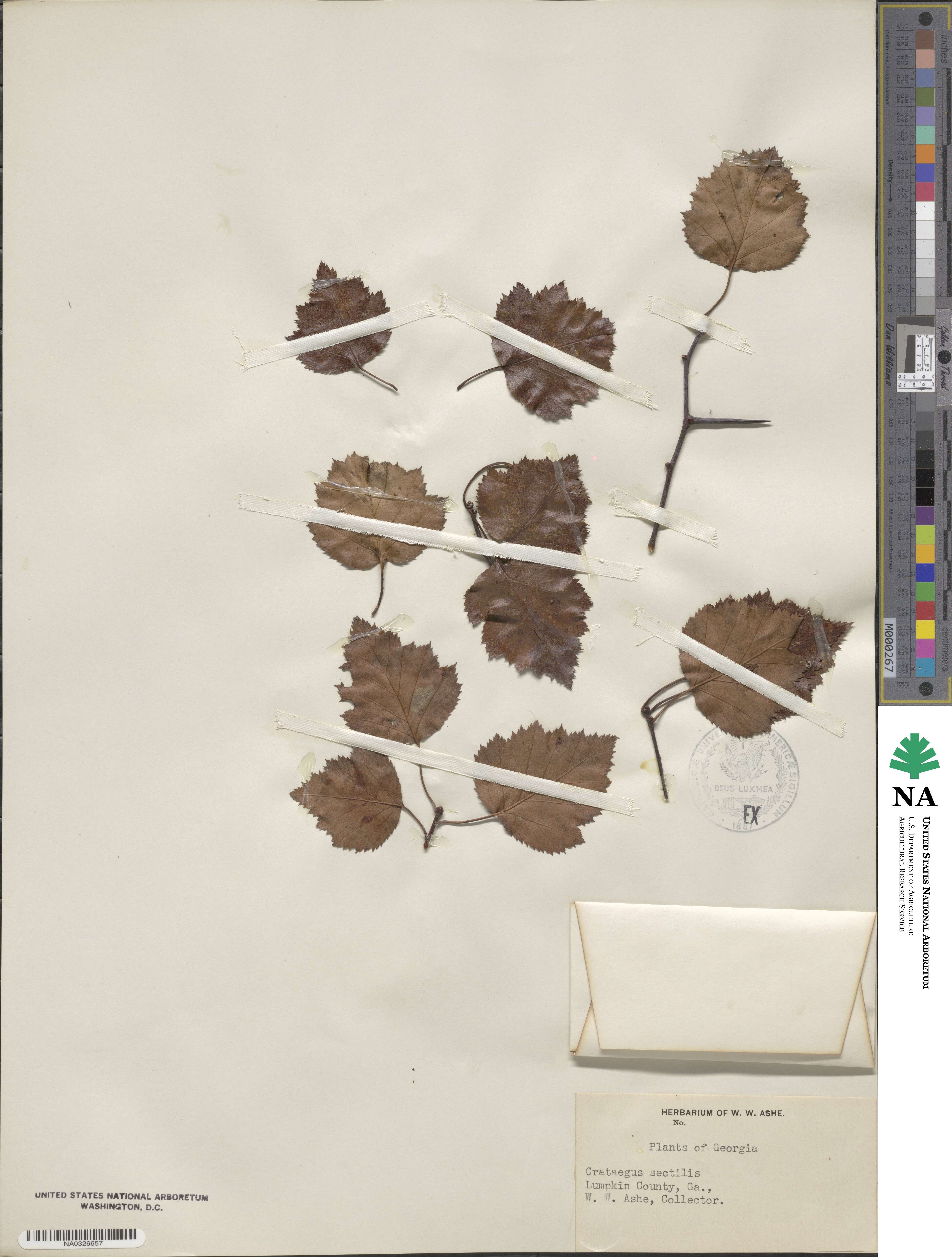 Crataegus iracunda image
