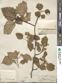 Crataegus mollis image