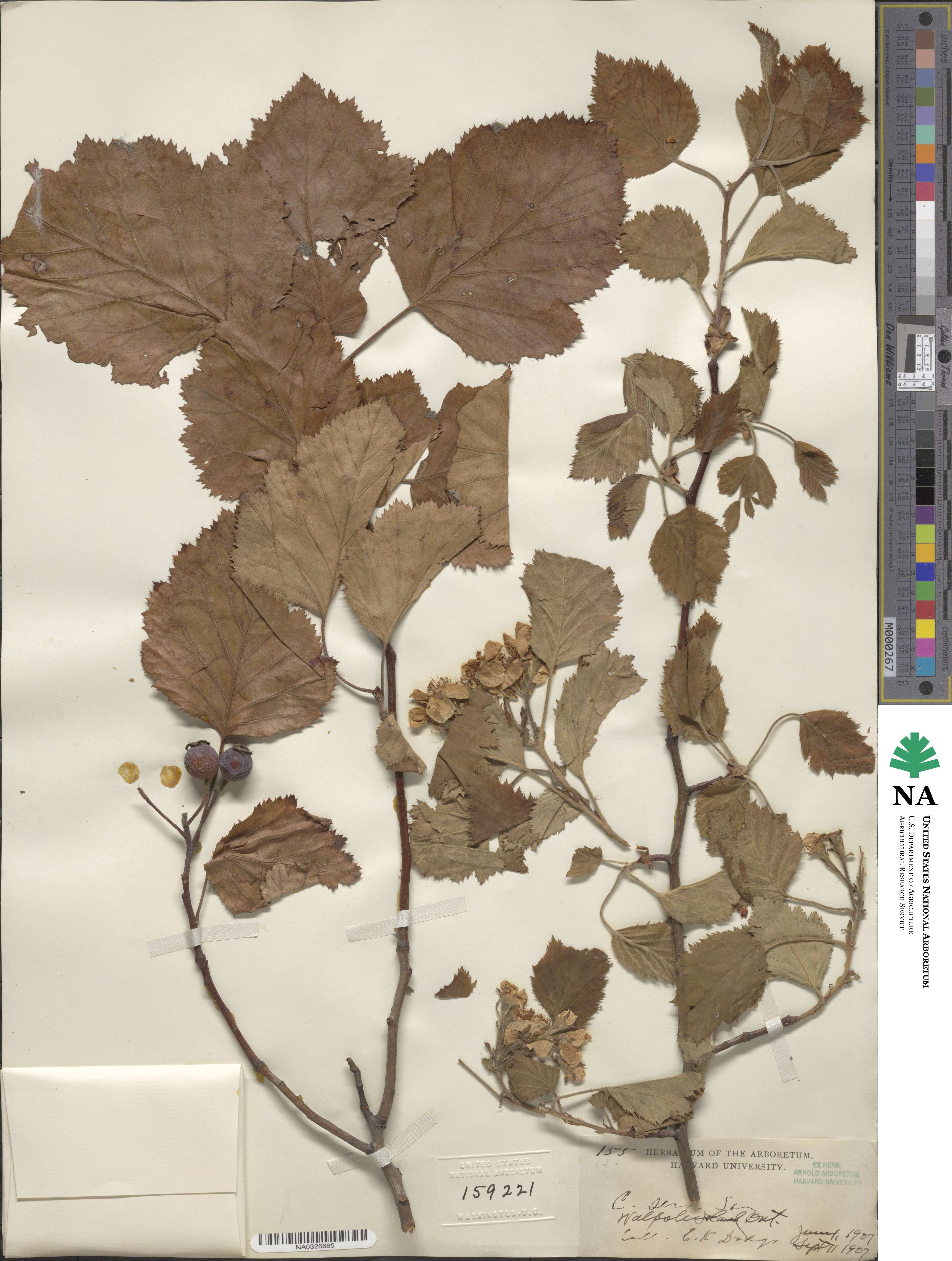 Crataegus mollis image
