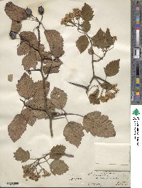 Crataegus mollis image