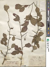 Crataegus punctata image