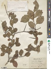 Crataegus punctata image