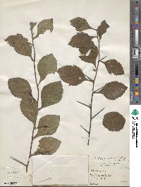 Crataegus punctata image