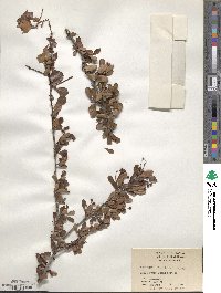 Crataegus spathulata image