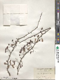 Crataegus spathulata image