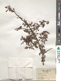 Crataegus spathulata image