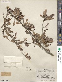 Crataegus spathulata image