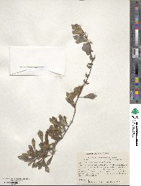 Crataegus spathulata image