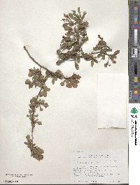 Crataegus spathulata image