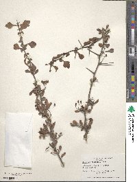 Crataegus spathulata image