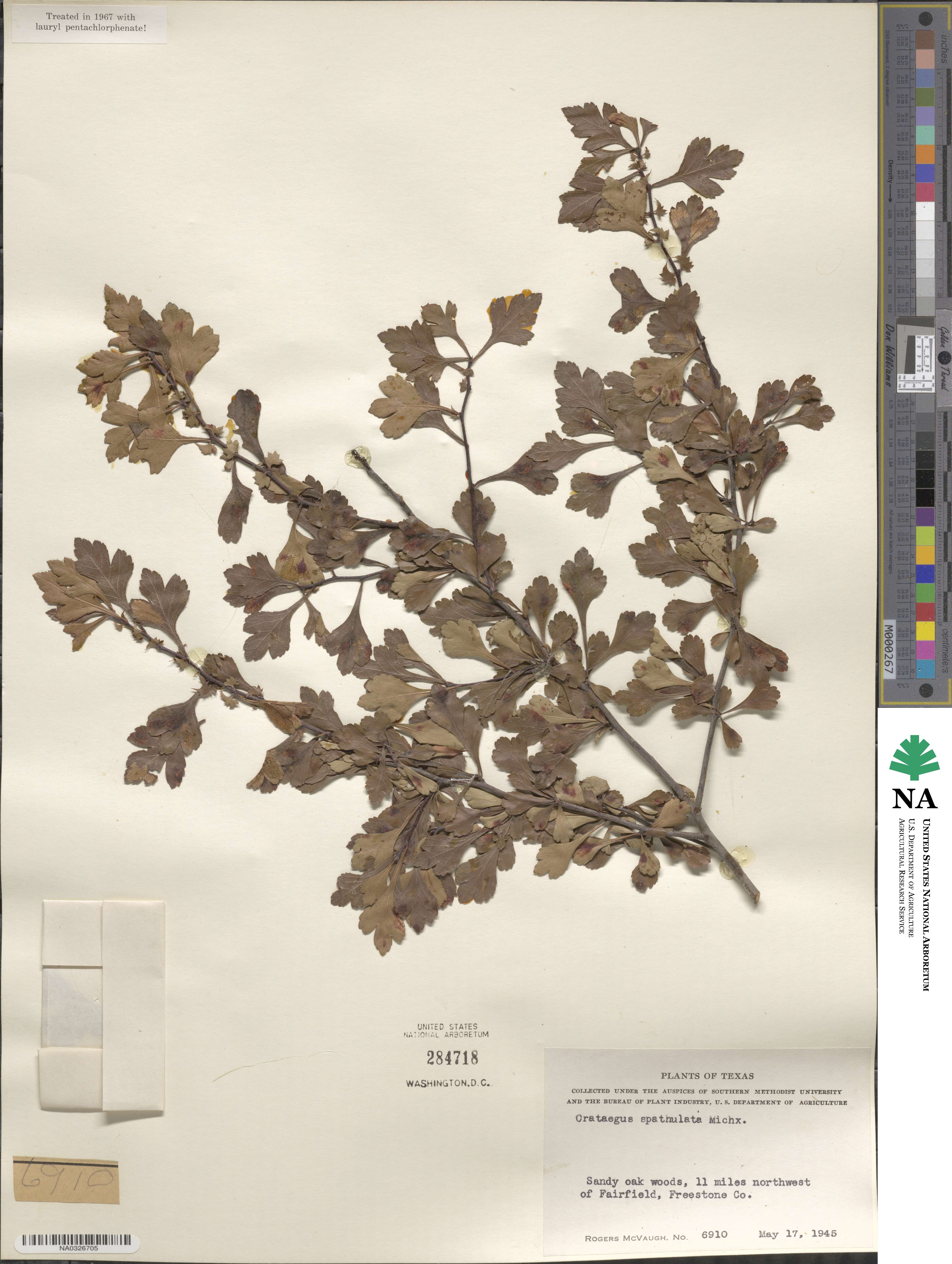 Crataegus spathulata image