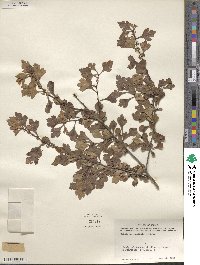 Crataegus spathulata image