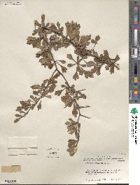 Crataegus spathulata image