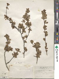 Crataegus spathulata image