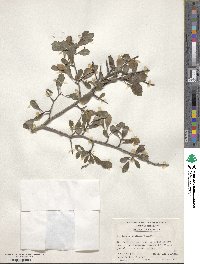 Crataegus spathulata image