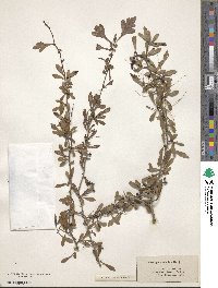 Crataegus spathulata image