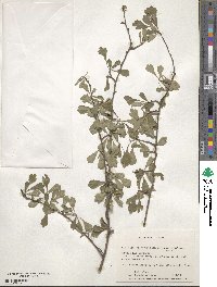 Crataegus spathulata image