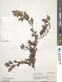 Crataegus spathulata image