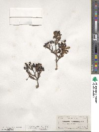 Crataegus spathulata image