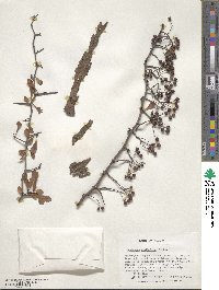 Crataegus spathulata image