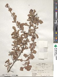 Crataegus spathulata image