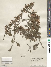 Crataegus spathulata image