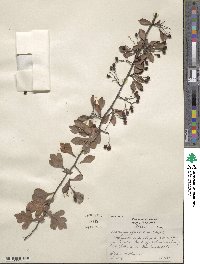 Crataegus spathulata image