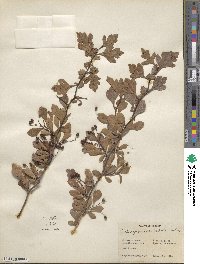 Crataegus spathulata image