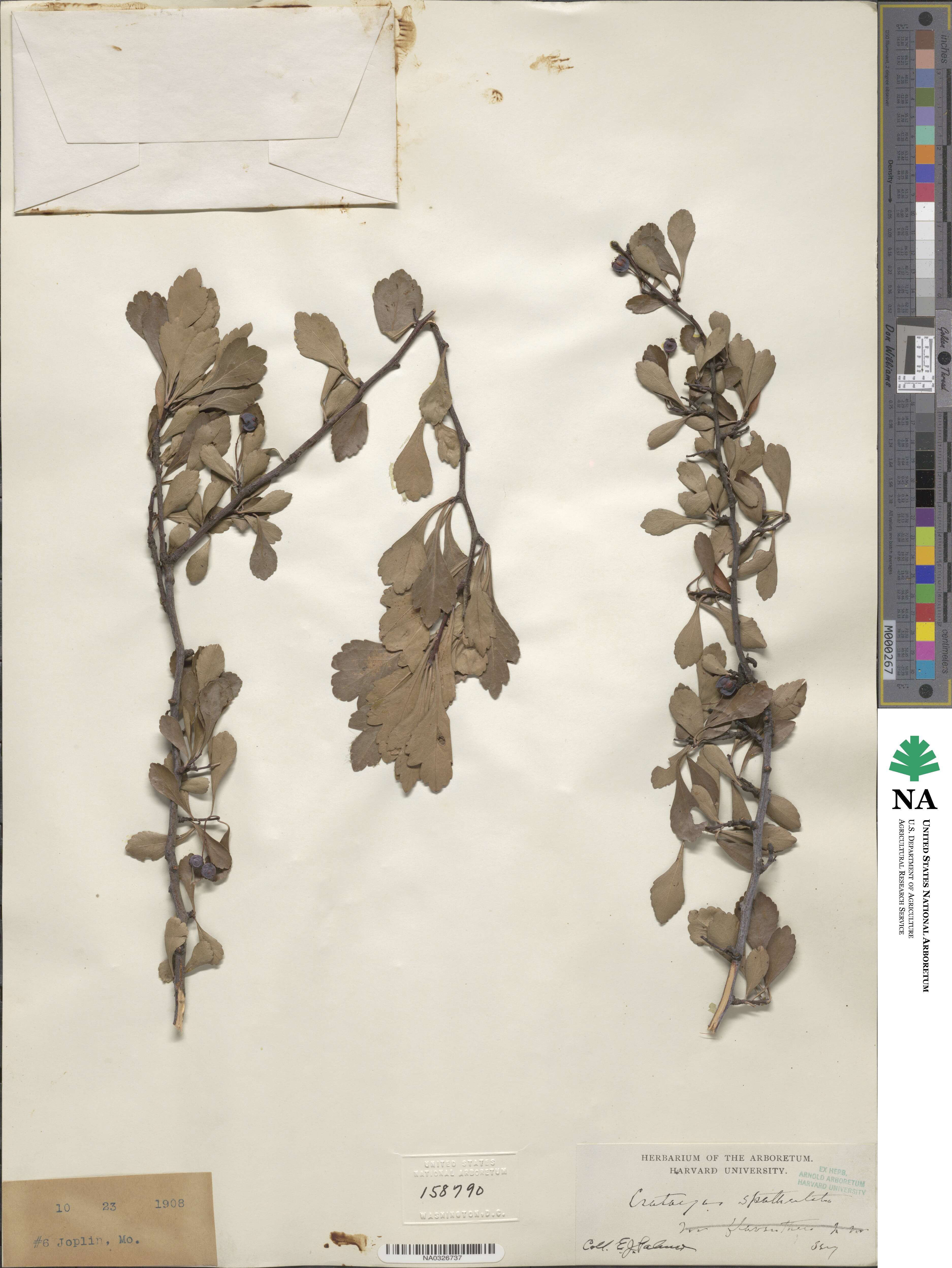 Crataegus spathulata image