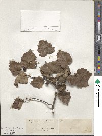 Crataegus iracunda image