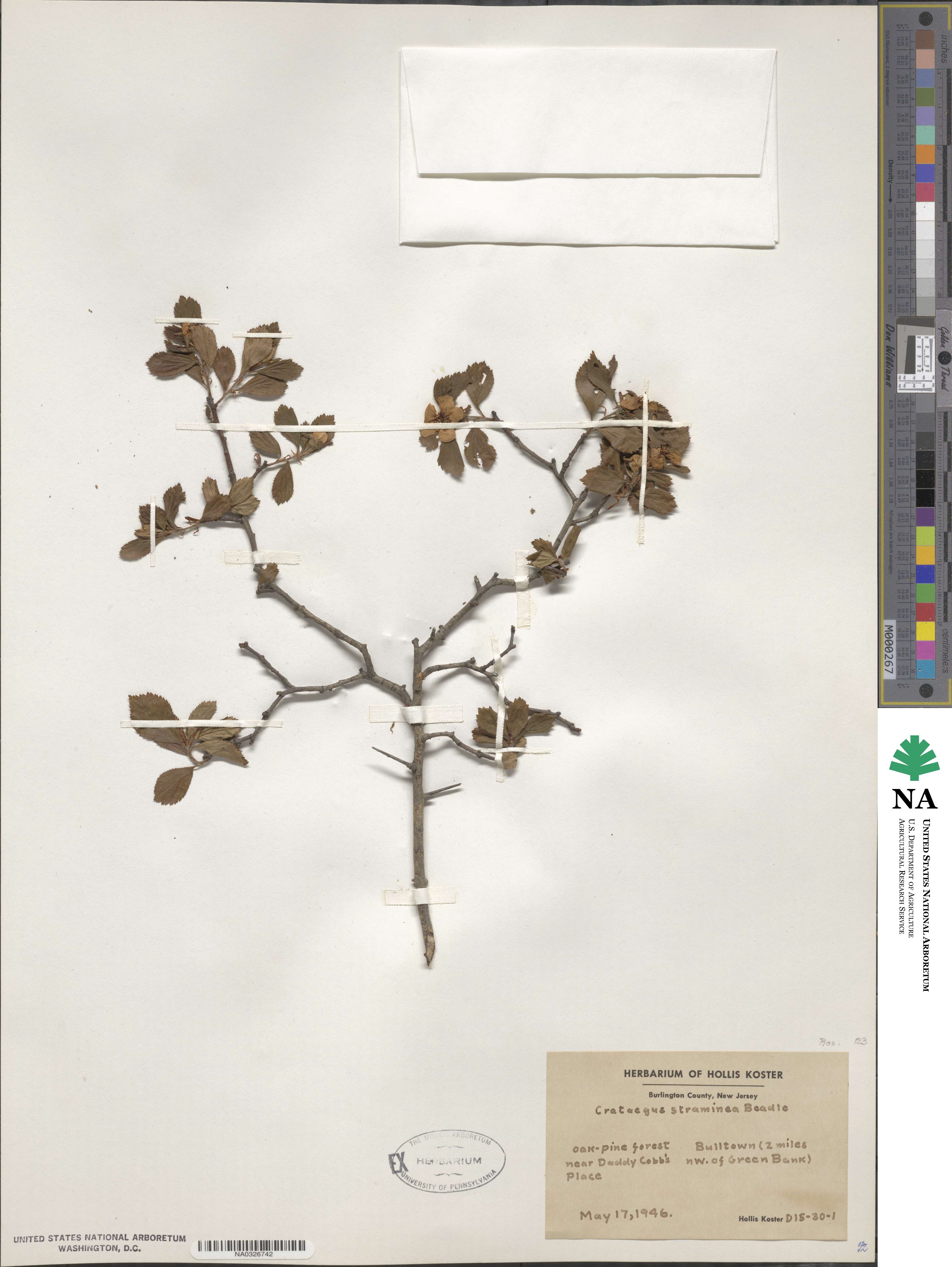 Crataegus intricata image