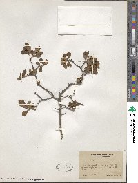 Crataegus intricata image