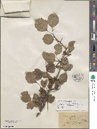 Crataegus suborbiculata image