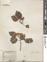 Crataegus submollis image