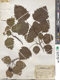 Crataegus submollis image