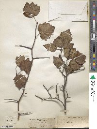 Crataegus submollis image