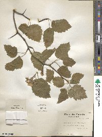 Crataegus submollis image