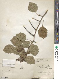 Crataegus submollis image