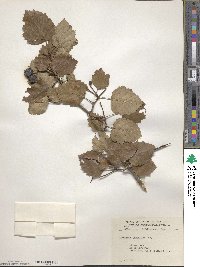 Crataegus submollis image