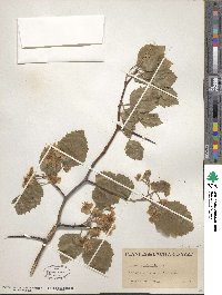 Crataegus submollis image