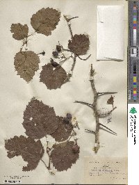 Crataegus submollis image