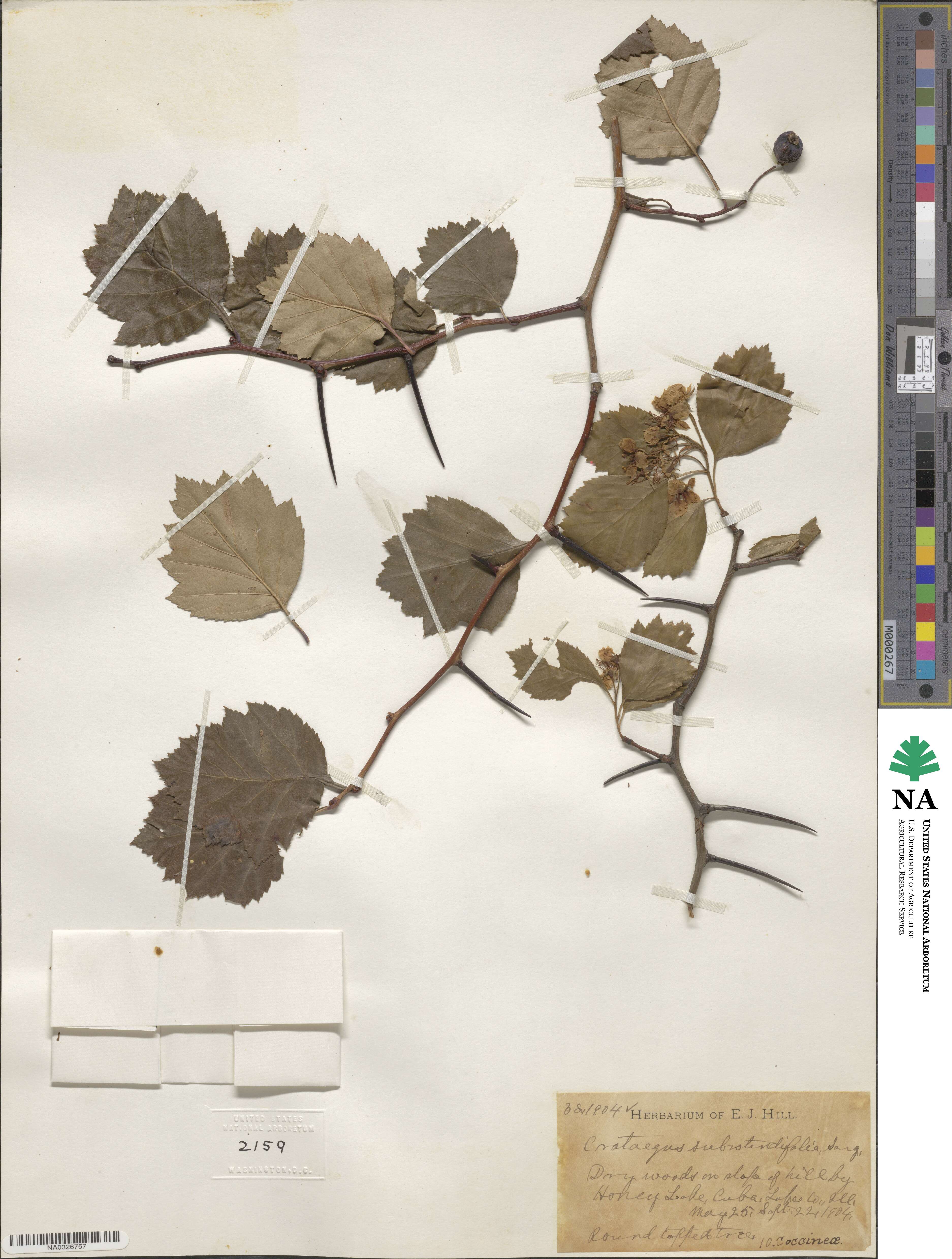 Crataegus chrysocarpa var. subrotundifolia image