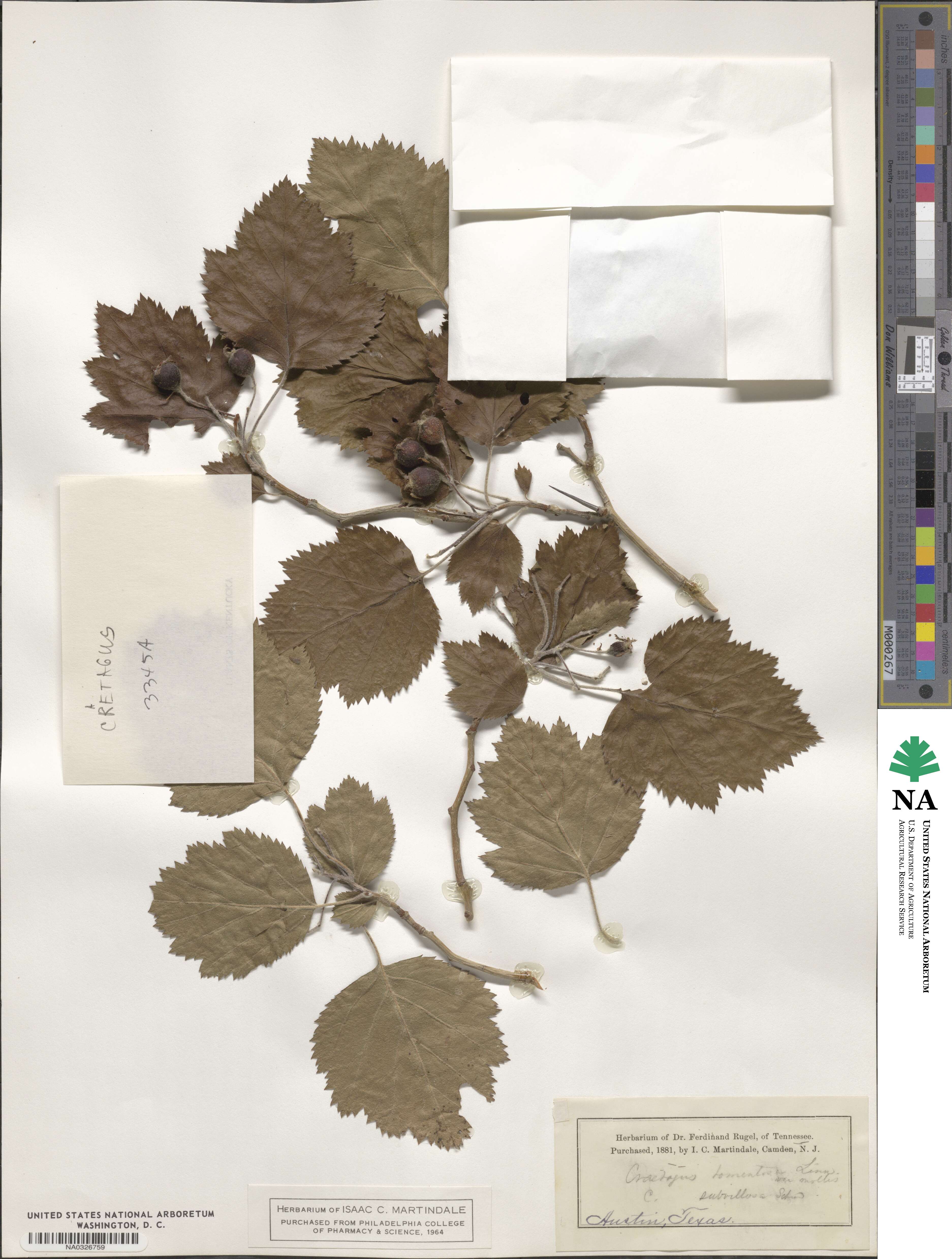 Crataegus mollis image