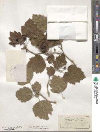 Crataegus mollis image