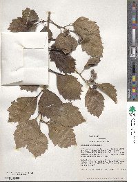 Crataegus succulenta image