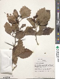 Crataegus succulenta image