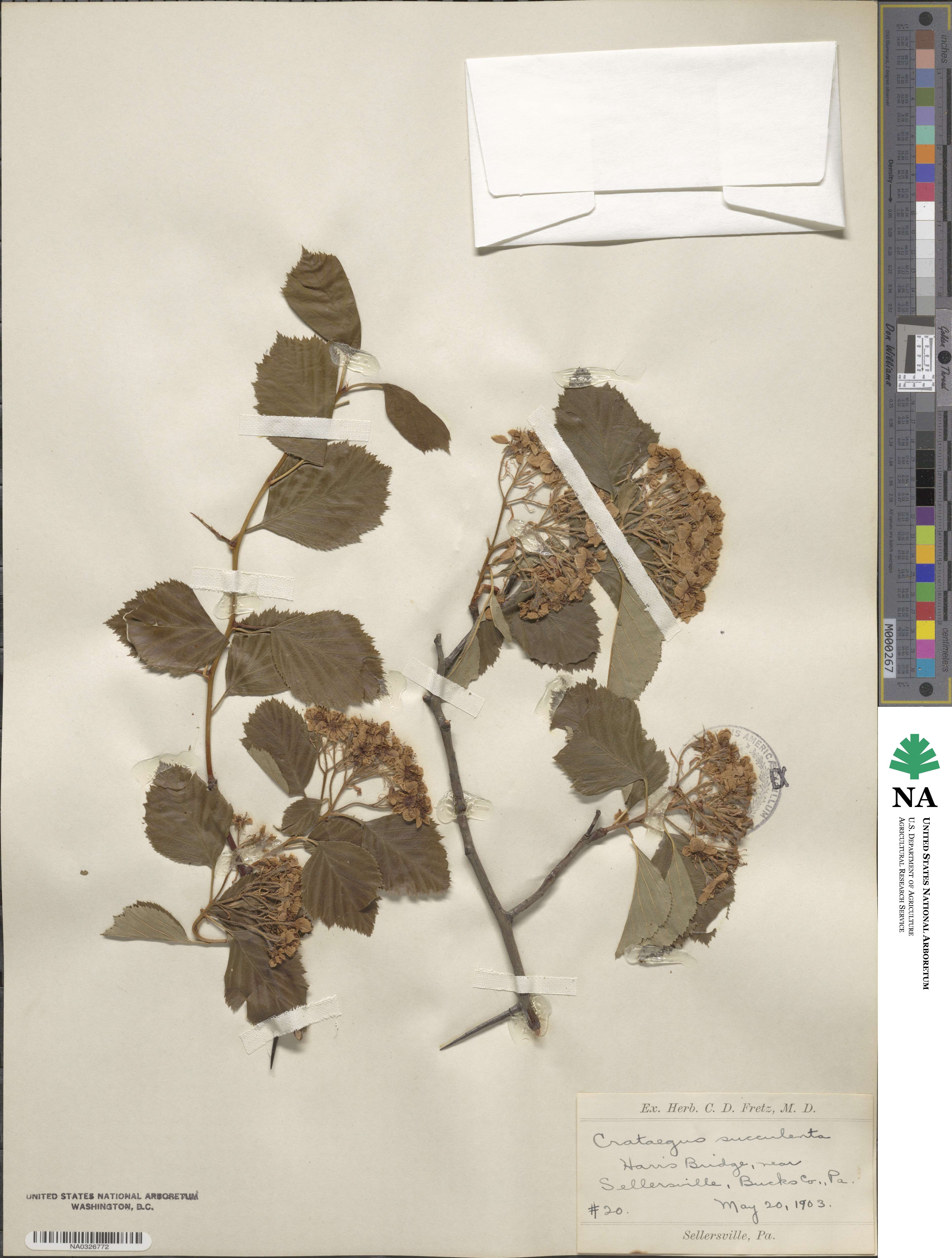 Crataegus succulenta image