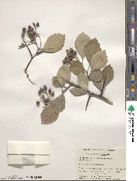 Crataegus succulenta image