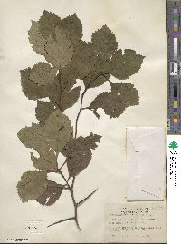 Crataegus sucida image