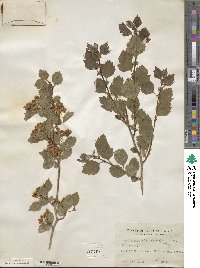 Crataegus sutherlandensis image